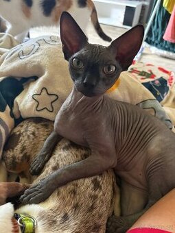 Kanadsky sphynx kryti