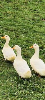 Kachna pižmová a pekingská