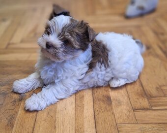 Jorkšírský teriér - pejsek s PP