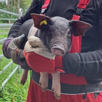 Prodám selata přeštíka