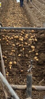 Brambory na uskladnění