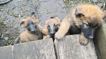 Šťěňata ovčáka NOxBO