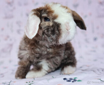 Zakrslí satén rex beránci s VP .