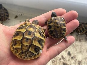 Želva zelenavá - mláďata
