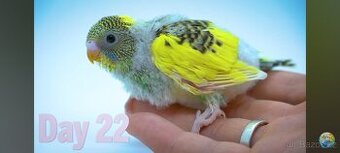 Poptávám mladou andulku z budky