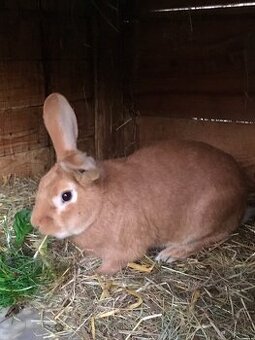 Mladý Burgundský samec