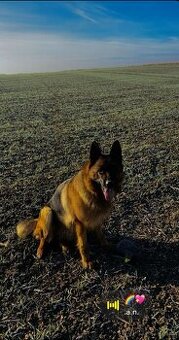 Německý vlčák fena s pp