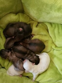 Štěňata pekinskeho palácového psika