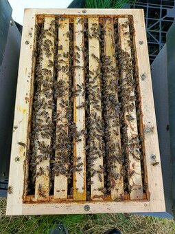 prodám vyzimovaná včelstva