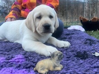 ŠTĚNĚ LABRADORSKÝ RETRIEVER S PP