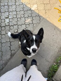 Daruji 9 měsíční štěně Border Kolie