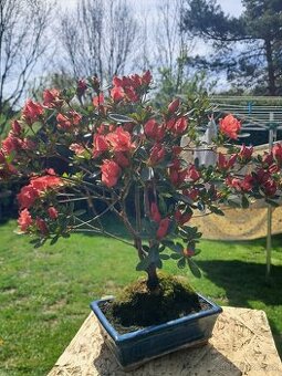 Bonsaj, bonsai Japonska Azalka