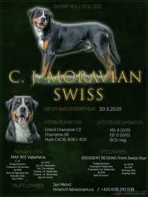 Chovný pes ke krytí - Velký Švýcarský Salašnicky pes