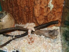 Boa constrictor /albino/-