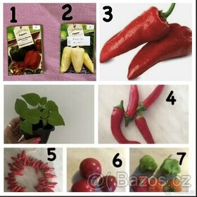Sazenice papriky - chilli papričky 7 druhů