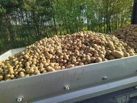 Krmné brambory - 1