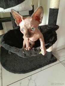 SPHYNX bez PP