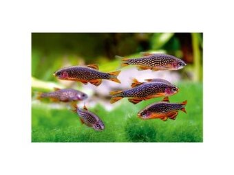 Dánio perlové - Danio margaritatus