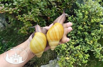 Africký šnek / megapets.eu / Archachatina marginata icterica