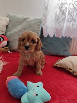 Cavapoo