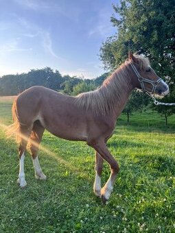 Welsh Pony B