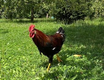 Kohout hledá novou rodinu