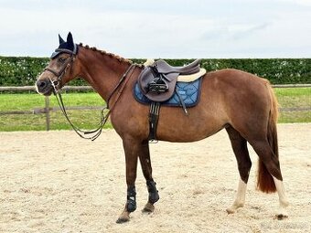 Sportovní pony