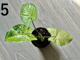 Syngonium Confetti Tricolor