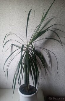 Dracena