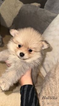 štěňátka pomeranian