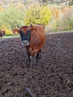 Prodám Jersey i s teletem