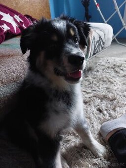 Štěňátko Border Kólie.