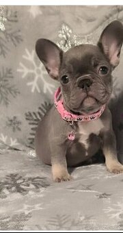 Francouzský buldoček