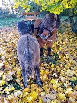 Shetland pony s pp - 1