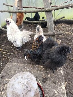 Kohouti hedvábniček - 1