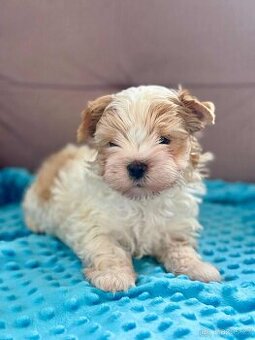 Biewer  jorkšírský teriér