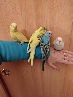 Prodám mladé andulky po vylétnutí z budky