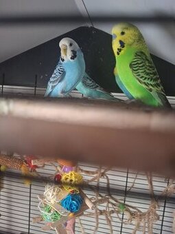 prodám loňské andulky