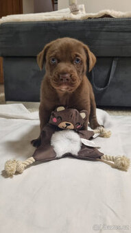 Štěně Výmařský ohař x Sibiřský Husky