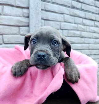 Cane Corso šteniatka