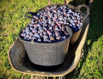 Valašská slivovice z oficiální pálenice