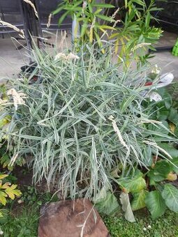 Ozdobnice čínská- okrasná tráva