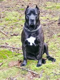 Cane Corso