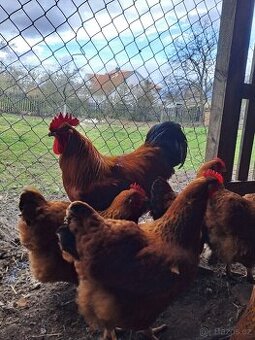 Násadová vejce Australky, Hempšírky