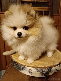 POMERANIAN s PP
