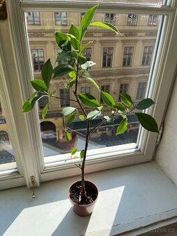 Ficus Benjamin - 60 cm sazenice