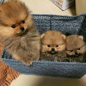 Pomeranian boo