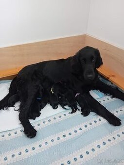štěňátka Flat Coated Retriever