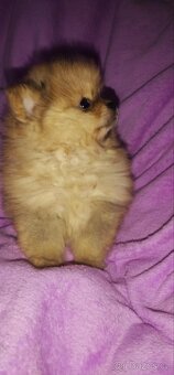 Pomeranian