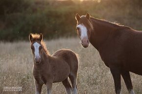 Welsh mountain pony, sekce A - 1